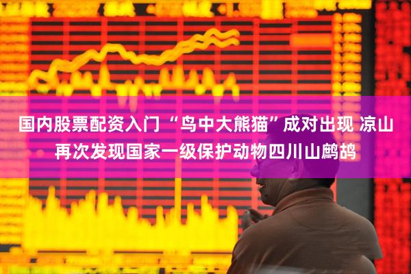 国内股票配资入门 “鸟中大熊猫”成对出现 凉山再次发现国家一级保护动物四川山鹧鸪